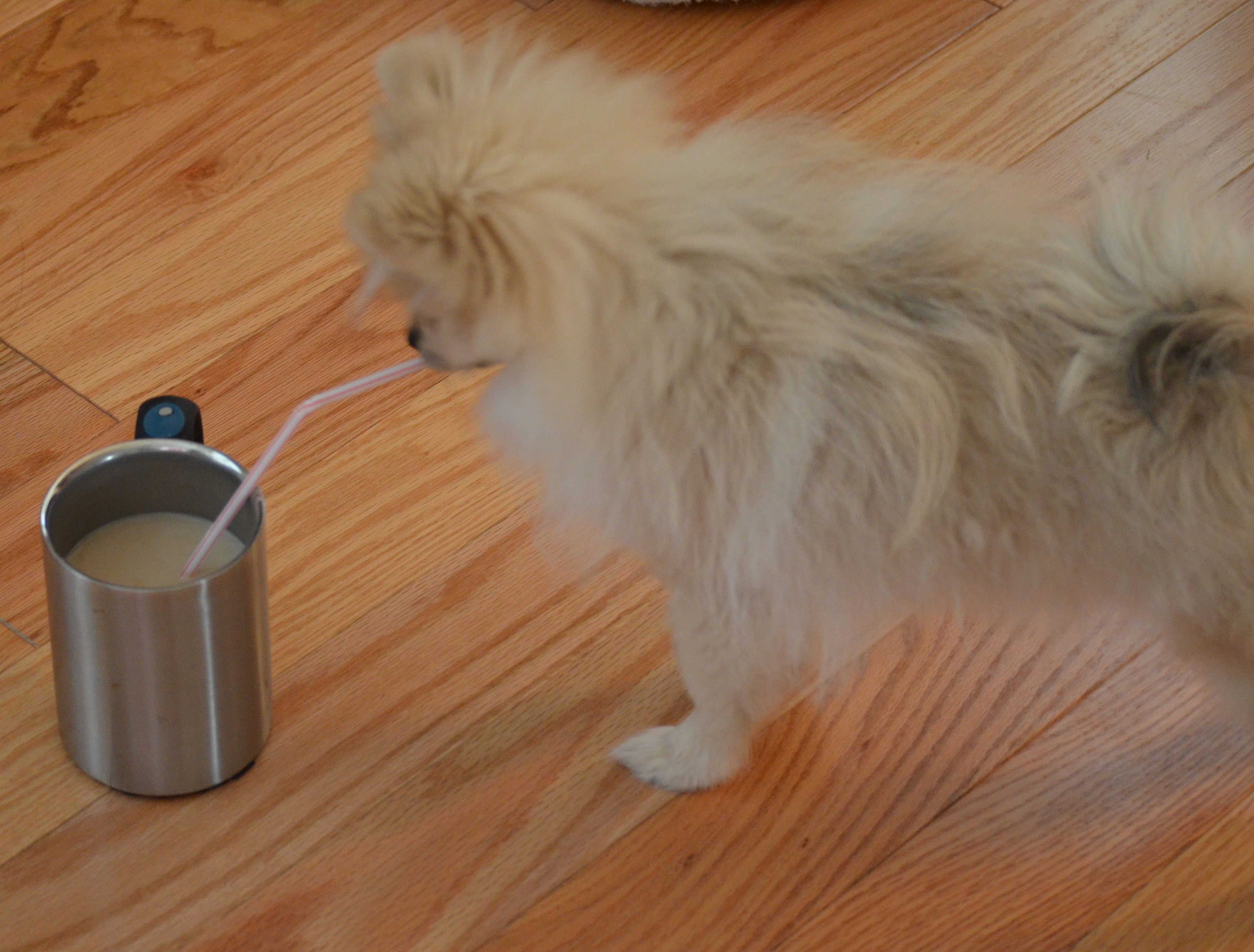 Coffee Phoebes