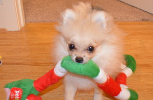 Phoebe got so much from Santa, he went a little crazy!