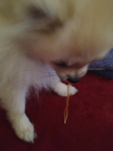 Slurping pup