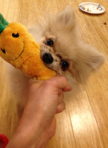 Give me that carrot!
